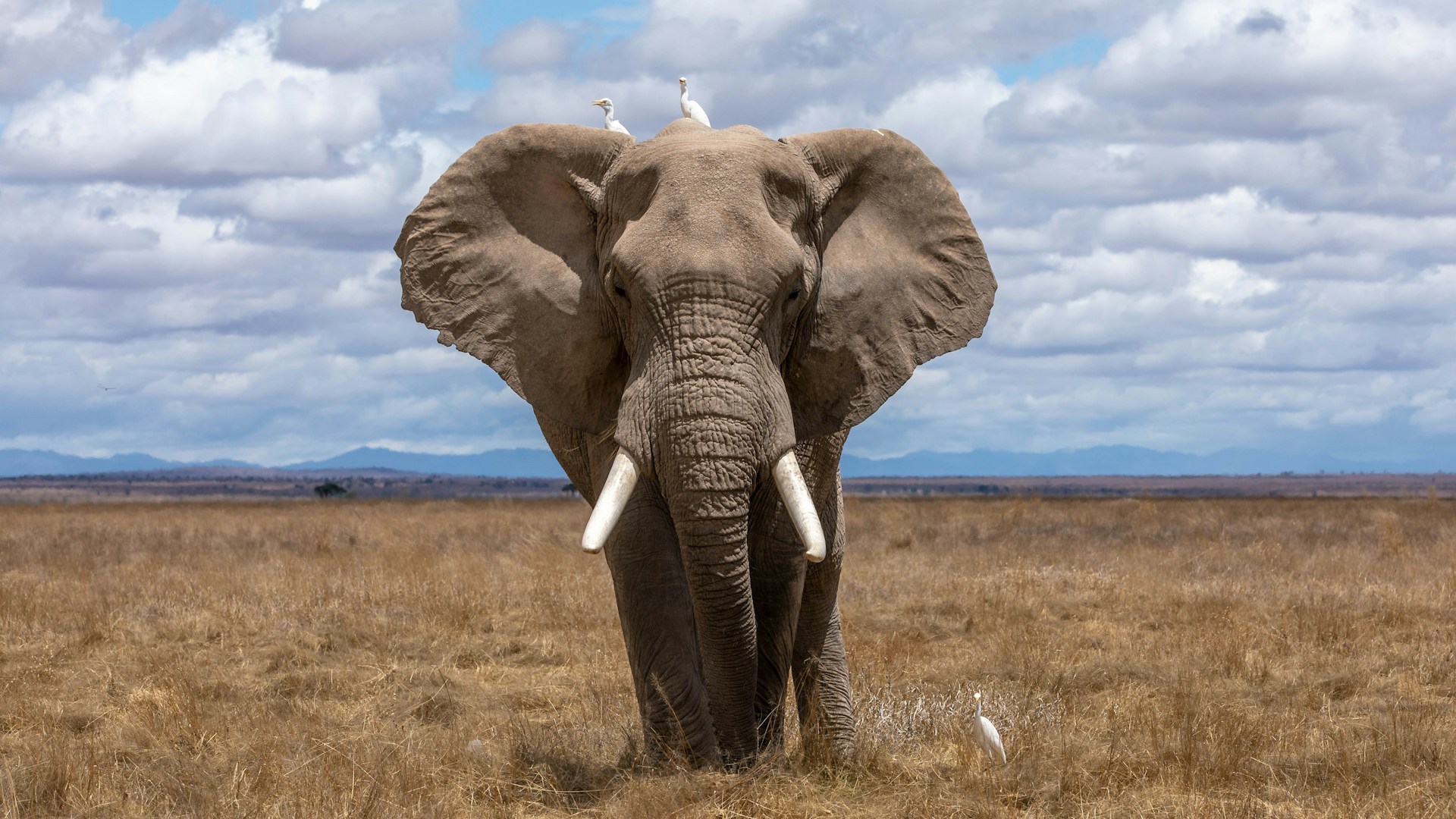 Afrikanischer Savannen-Elefant frontal auf Steppenlandschaft. Auf seinem Rücken sitzen zwei Vögel.