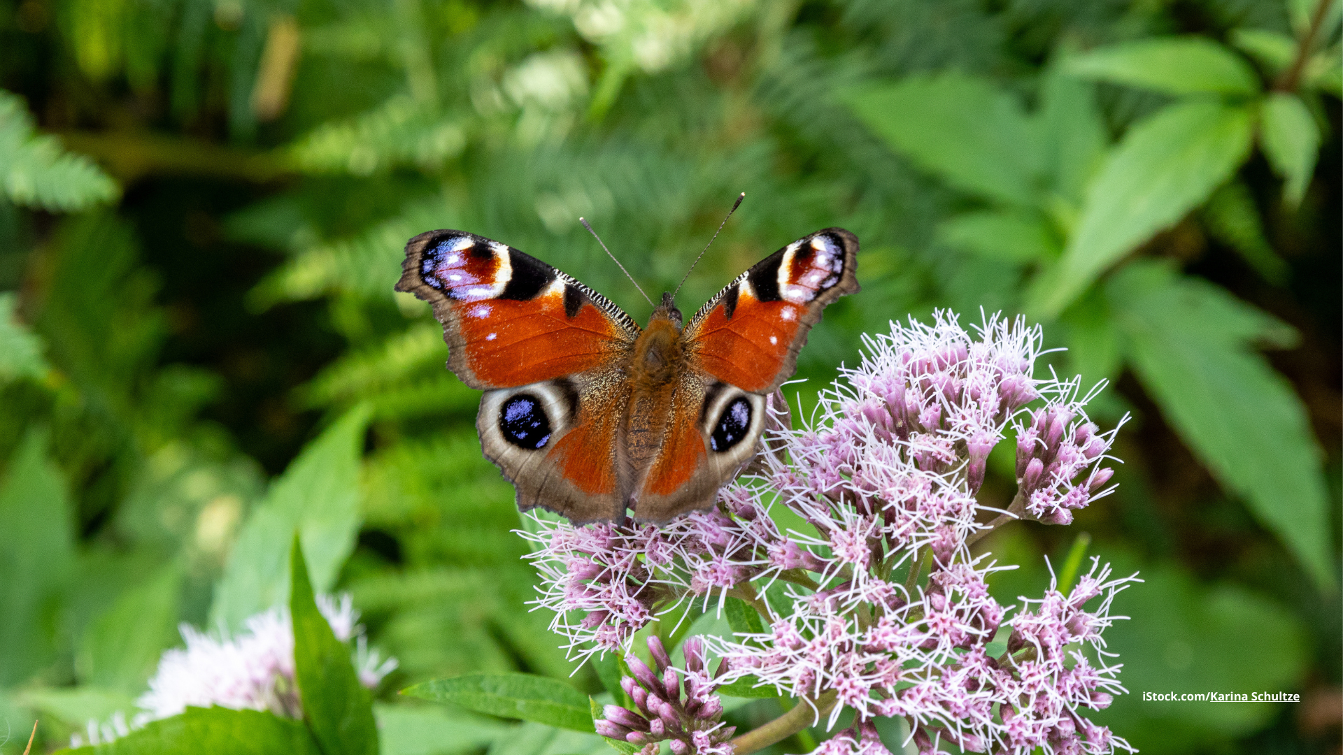 Das Foto zeigt einTagpfauenauge auf einer Blüte sitzend.
