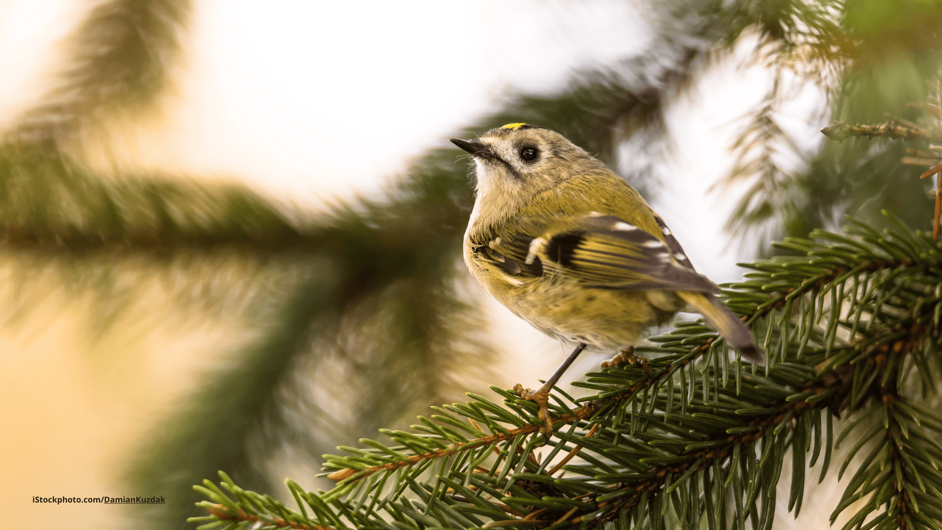 Das Foto zeigt ein Wintergoldhähnchen auf dem Ast eines Nadelbaums sitzend.