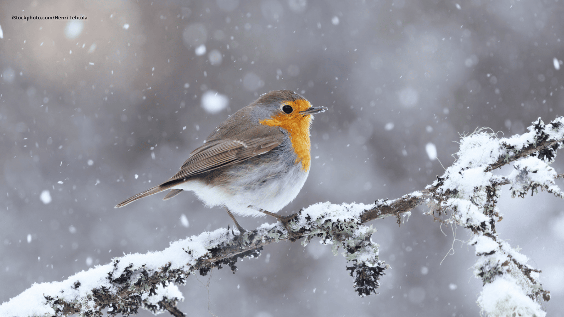 Das Foto zeigt ein Rotkehlchen auf einem verschneiten Ast sitzend.