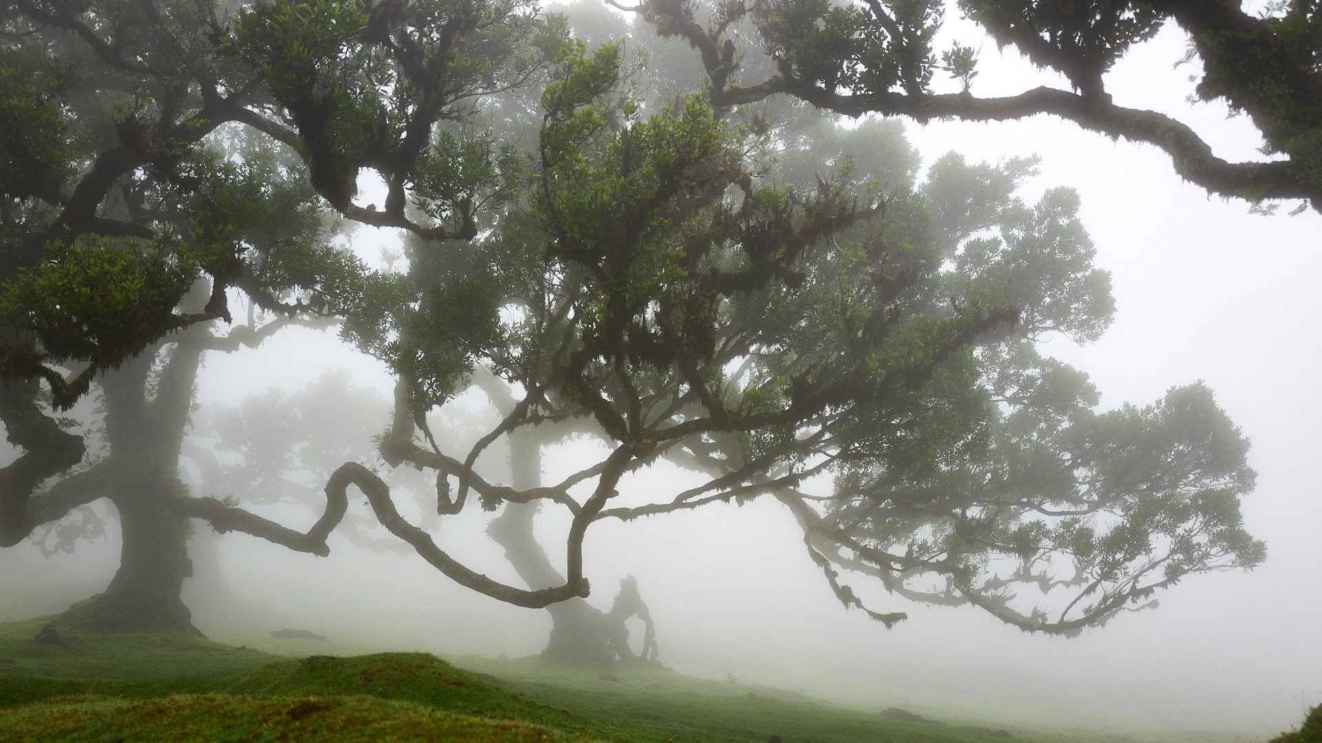 Das Foto zeigt den Lorbeerwald in Madeira.